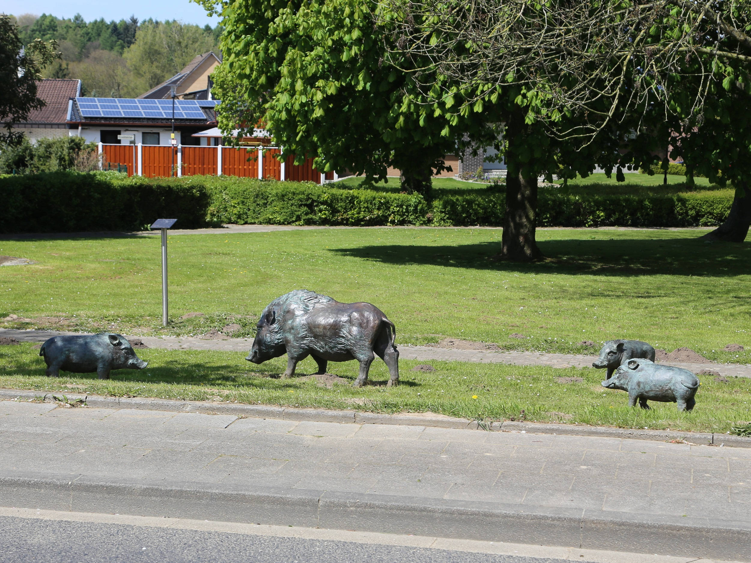 Wildschweine Süggerath